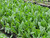 Rumex Sanguineus 'Redvein Dock' 1 Ltr - Pack of 3