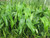Sagittaria Latifolia 'Broadleaf Arrowhead' 3 Ltr