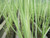 Scirpus Lacustris 'Bulrush/Clubrush' 9cm - Pack of 3