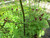 Scrophularia Auriculata 'Water Figwort' 9cm - Pack of 3