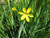 Sisyrinchium Californicum 'Golden-eyed Grass' 1 Ltr - Pack of 3