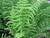 Thelypteris Palustris 'Marsh Fern' 2 Ltr
