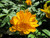 Trollius Chinensis 'Golden Queen' 1 Ltr