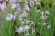 Tulbaghia Violacea 'Society Garlic' 9cm - Pack of 3