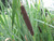 Typha Latifolia 'Broadleaf Cattail' 9cm - Pack of 3