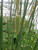 Typha Laxmannii 'Slender Reedmace' 9cm - Pack of 3