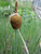 Typha Minima 'Dwarf Bulrush' 3 Ltr