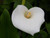 Zantedeschia Aethiopca Crowborough 'Arum Lily' 1 Ltr