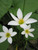 Zephyranthes Candida 'Peruvian Swamp Lily' 1 Ltr - Pack of 3