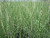Scirpus Tabernaemontani Zebrinus 'Grey Club-Rush Zebrinus' Scirpus Tabernaemontani Zebrinus 'Grey Club-Rush Zebrinus'