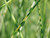Scirpus Tabernaemontani Zebrinus 'Grey Club-Rush Zebrinus' Scirpus Tabernaemontani Zebrinus 'Grey Club-Rush Zebrinus'