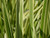 Glyceria Maxima Variegata - Variegated Reed Sweet-grass Glyceria Maxima Variegata - Variegated Reed Sweet-grass