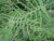Dryopteris Filix-mas 'Linearis' - Male Fern 'Linearis' 9cm - Pack of 3