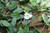 Luronium natans - Alisma natans "Floating water plantain" 3 Ltr Luronium natans - Alisma natans "Floating water plantain" 3 Ltr