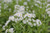 Myosotis scorpioides 'Snowflakes' - White water forget-me-not - 1 ltr - Pack of 3