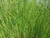 Scirpus Tabernaemontani Zebrinus 'Grey Club-Rush Zebrinus' 1 Ltr - Pack of 3