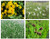 Miniature Pond Collection With A Pymaea Lily 6 X 1 Ltr Miniature Pond Collection With A Pymaea Lily 6 X 1 Ltr