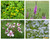 Pre Planted Contour Baskets Pre Planted Contour Baskets