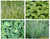 Pre Planted Contour Baskets Pre Planted Contour Baskets
