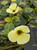 Hydrocleys Nymphoides 'Water Poppy'
