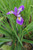 Iris Robusta 'gerald Derby' -  3 Ltr Iris Robusta 'gerald Derby' -  3 Ltr