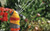 Hozelock Round Sprinkler Pro 314m2 (2335)