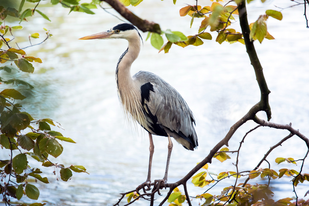 Guarding your pond from herons; tips & tricks