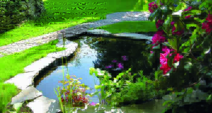 New Year's Resolutions for You and Your Pond