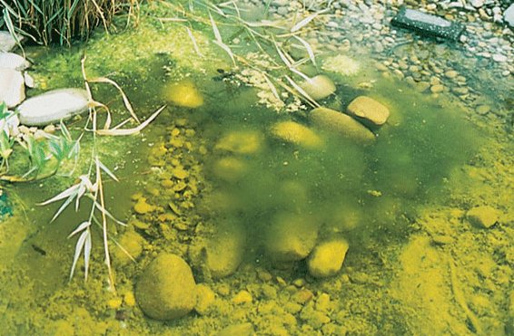 How to Build a Pond Part 4 - Green Water Problems | A Bradshaws Guide