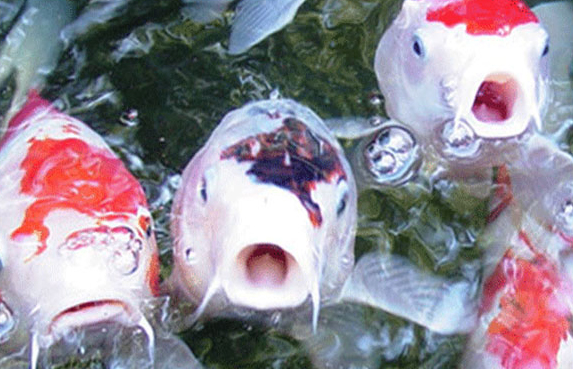 Feeding your Fish - Seasonal Feeding