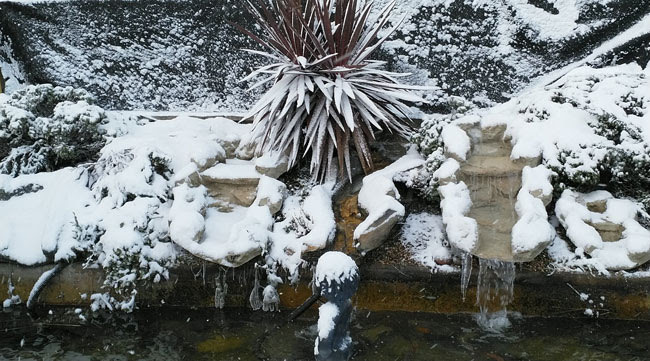 Winter Pond Tips