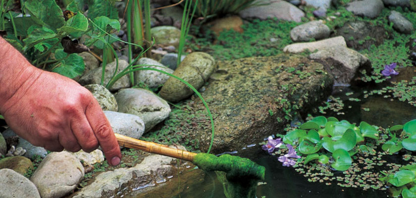 Algae - Blanket Weed