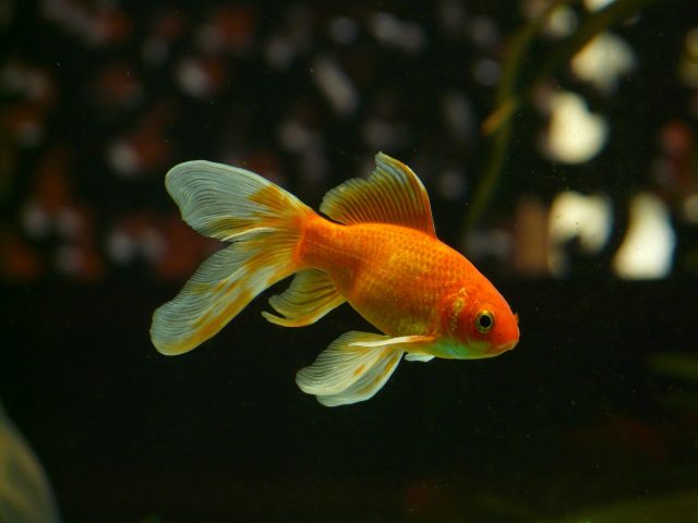 Top Tips for Buying Fish