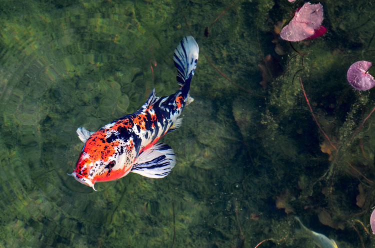 Top Reasons Why Keeping Fish is Good for You