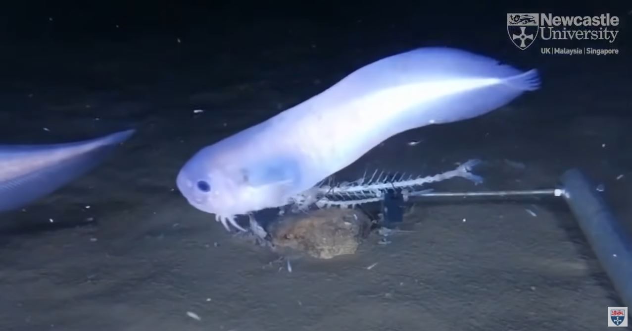 New Fish Species Found by British Led Research Team New Fish Species Found by British Led Research Team