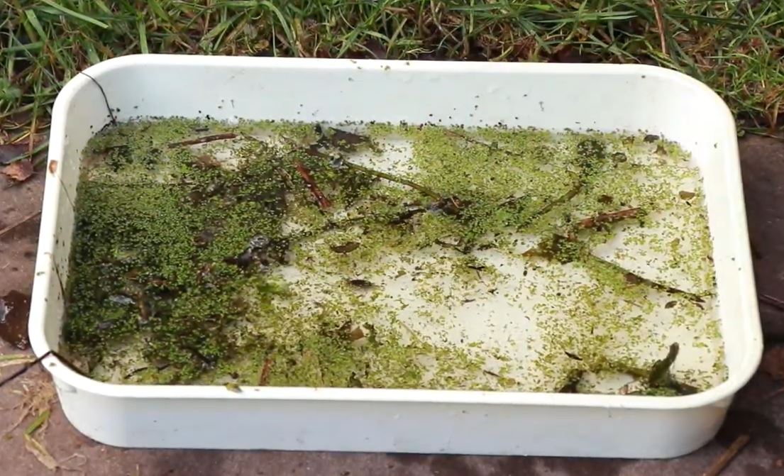Pond Dipping Revisited