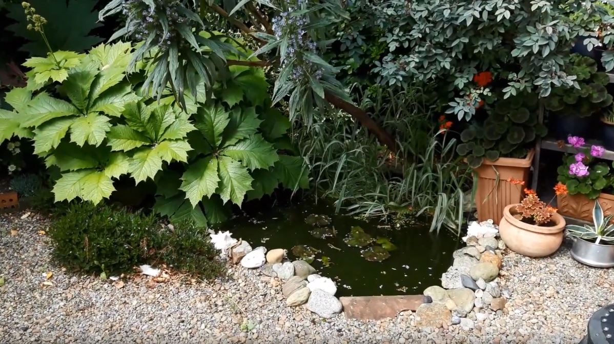 How to Make a Wildlife Pond when Stuck for Space