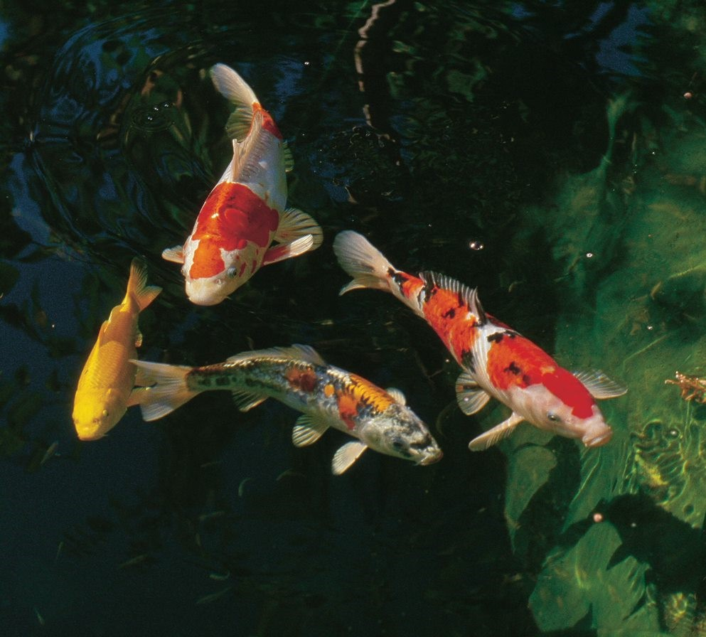 Common Koi Fish Diseases and their Treatments - Koi Kompanion