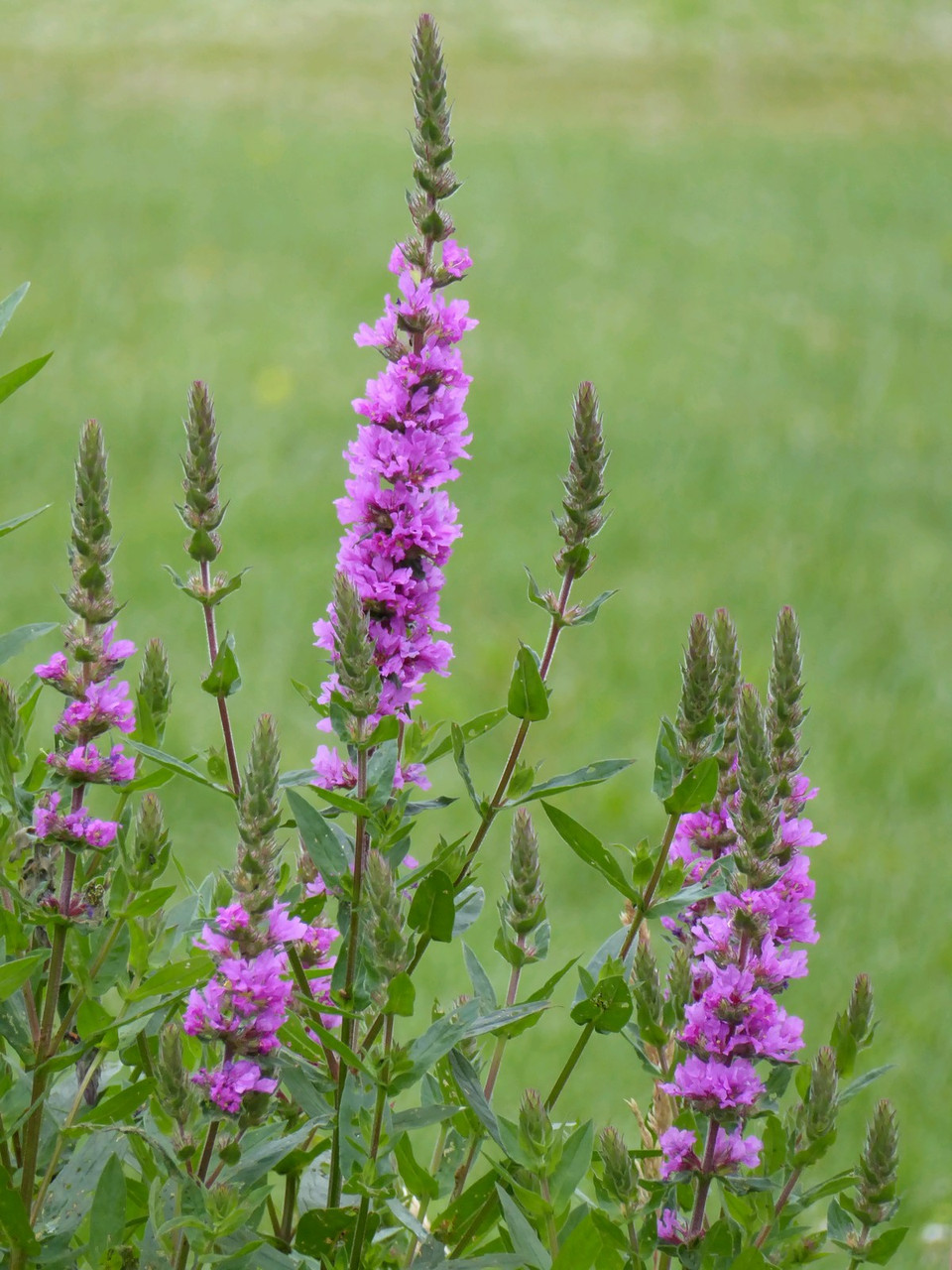 Lythrum Salicaria - Purple Loosestrife