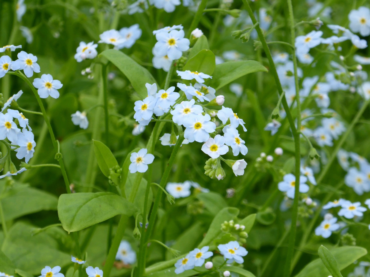 Plants Marginal Plants Myosotis Scorpioides Water Forget Me Not Bradshaws Direct Plants Marginal Plants Myosotis Scorpioides Water Forget Me Not Bradshaws Direct