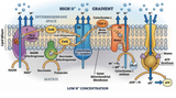 Bioenergetic Regulation: Advancing Research in Lipolysis, ATP Synthesis, and Metabolic Flux