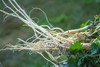 Stinging Nettle Root Capsules