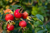 Rose Hip capsules