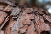 Pine Bark Alcohol Free Tincture