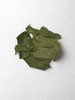 Alchornea Cordifolia Leaf