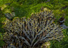 Irish Sea Moss, Bladderwrack & Burdock root