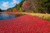 Cranberry Extract Capsules