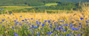 Cornflower Petals