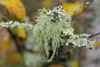 Usnea Oil