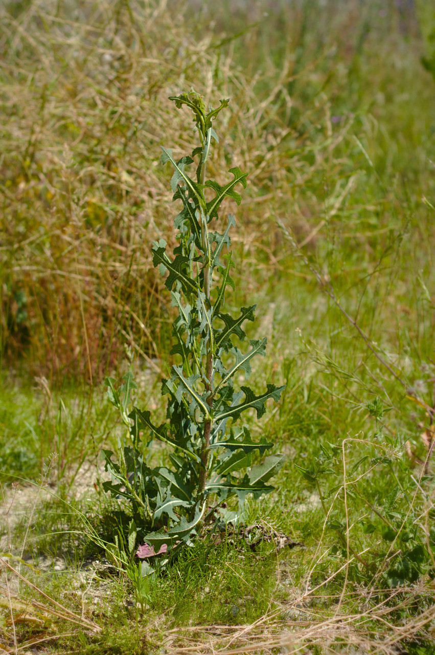 Wild Lettuce Capsules Living Farms